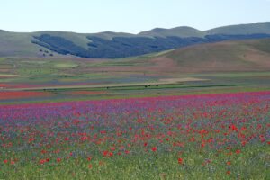 Fioritura di Castelluccio e visita a Norcia